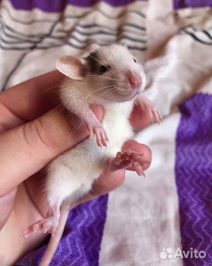 Крысята Хаски Дамбо из Питомника