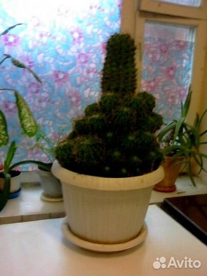 Продаю кактус