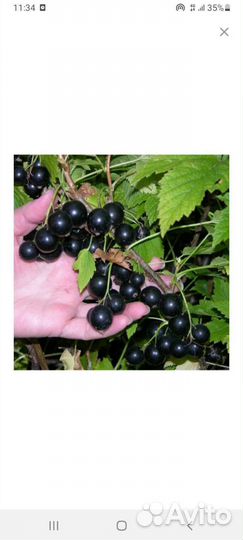 Черная смородина
