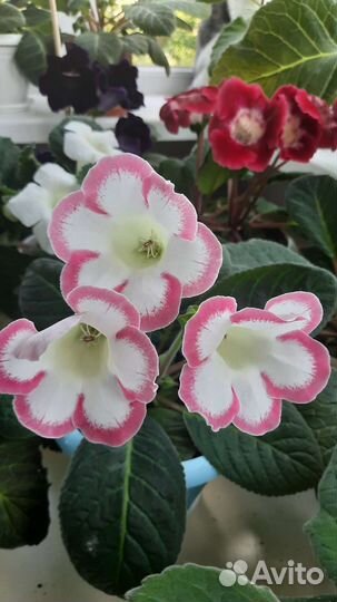 Комнатные цветы