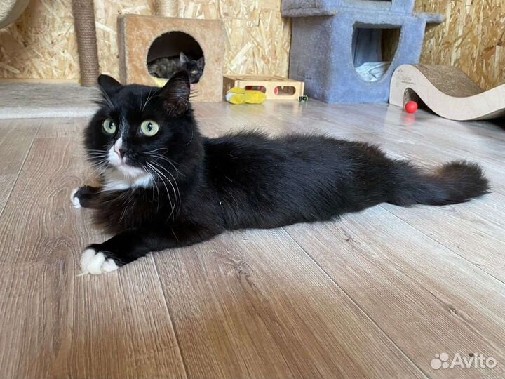 Кошка в добрые руки