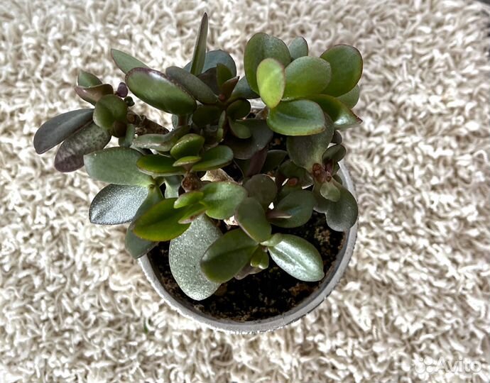 Бонсай, толстянка, денежное дерево, крассула,6 лет
