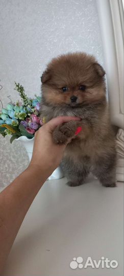 Продаются мини и микро щенки шпица