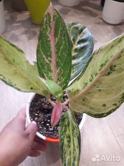 Аглаонема, кротоны