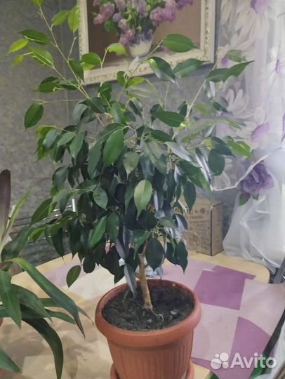 Аспирагус, фикус, цисус ромбовидный, традесканция