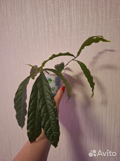 Клеродендрум уолича и томпсон