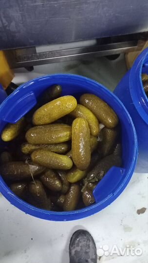 Огурцы соленые бочковые