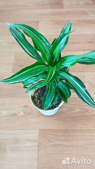 Большие комнатные цветы