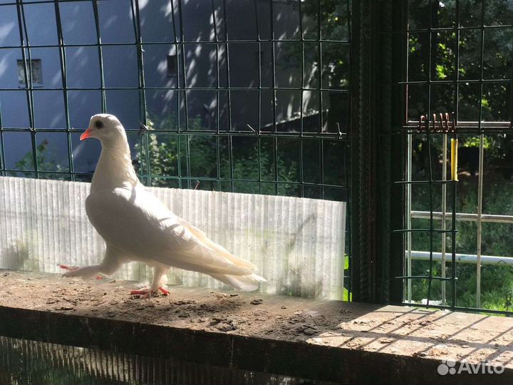 Пойманные голуби