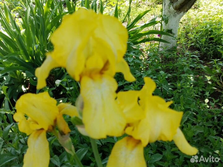 Ирисы разные, см.фотобородатый 