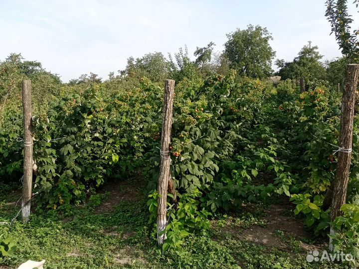 Саженцы малины Бабье лето 2, Полька, Московская др