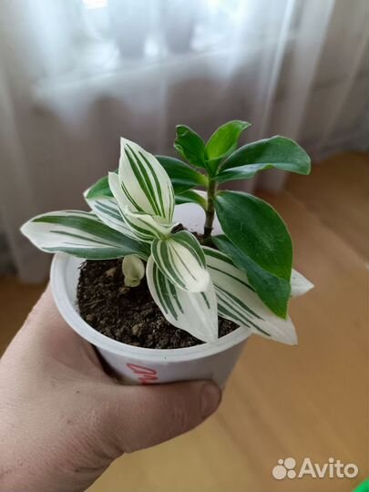 Комнатные цветы