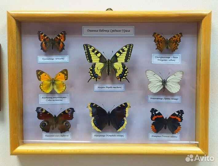 Бабочки в рамке