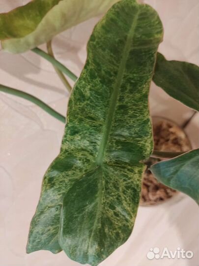 Редкие растения