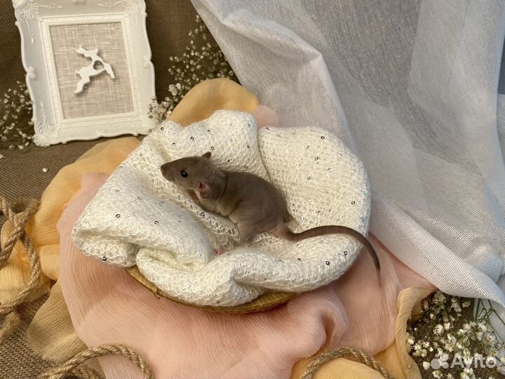 Крысята дамбо рекс, вельветины, стандарт