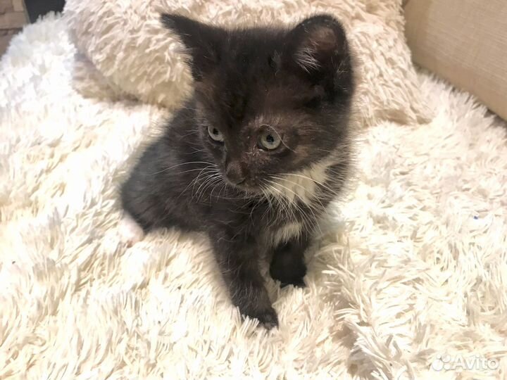 Котенок в добрые руки