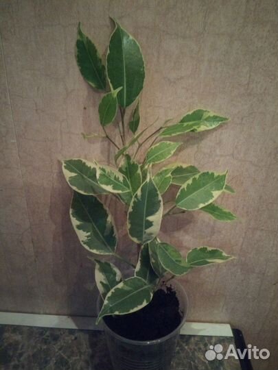 Комнатные цветы