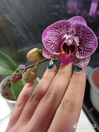 Орхидея фаленопсис