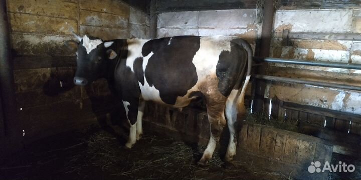 Бык и телка