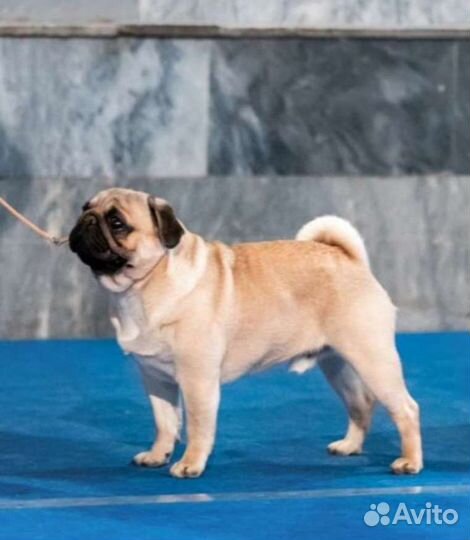 Мопс вязка мальчик