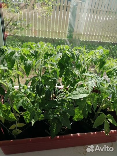 Рассада помидор