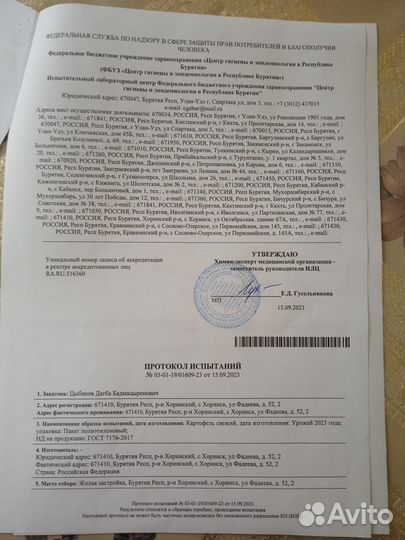 Картофель сорт Гала