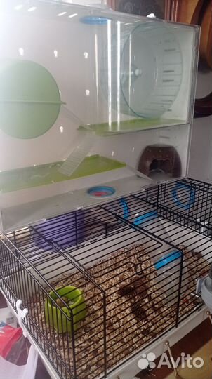 Джунгарские хомяки с клеткой