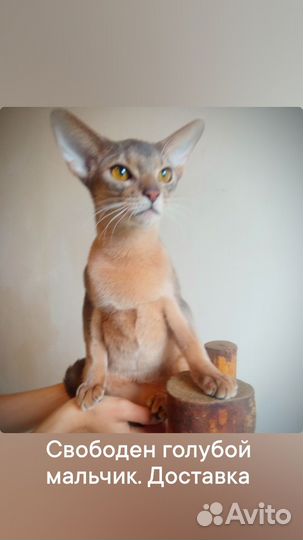 Абиссинская любовь