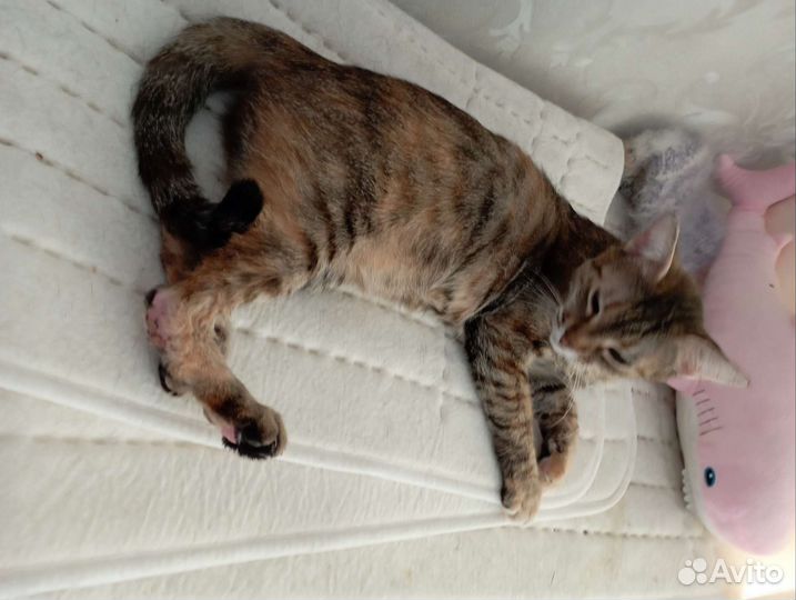 Кошка инвалид Бусинка, 3 года