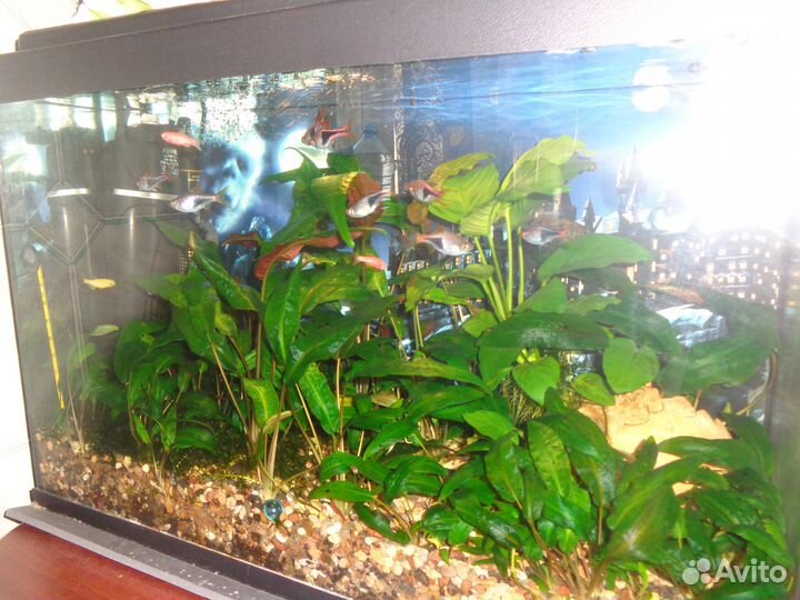 Чистка и уход за аквариумом