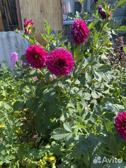 Георгины клубни