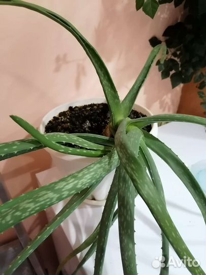 Алоэ лечебный 3 года