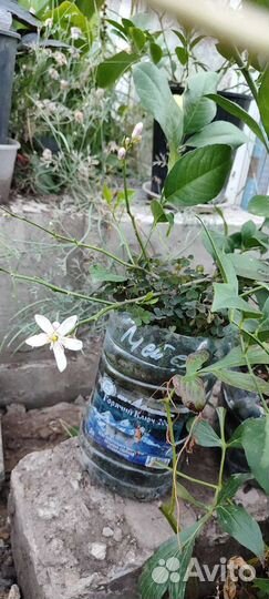 Лимон, апельсин, кумкват, мандарин, грейпфрут