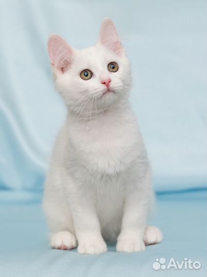 Котенок Байт ищет дом