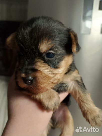 Йоркширский терьер мини