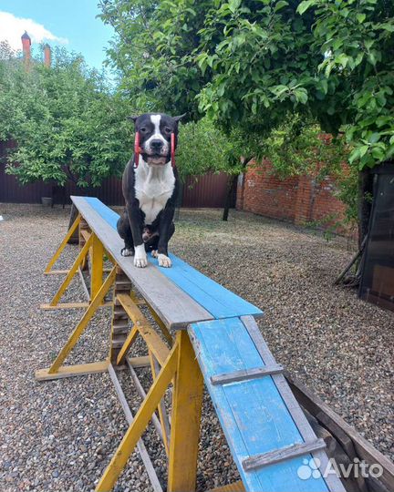 Отель для собак, дрессировка, догспорт