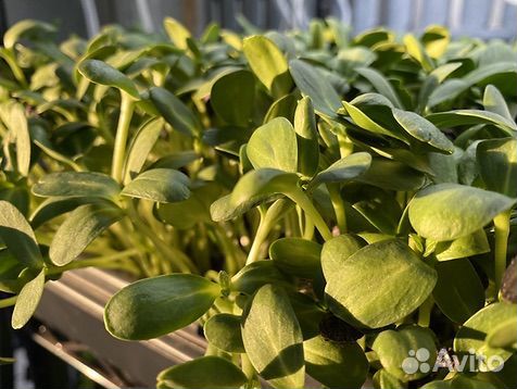 Семена для микрозелени