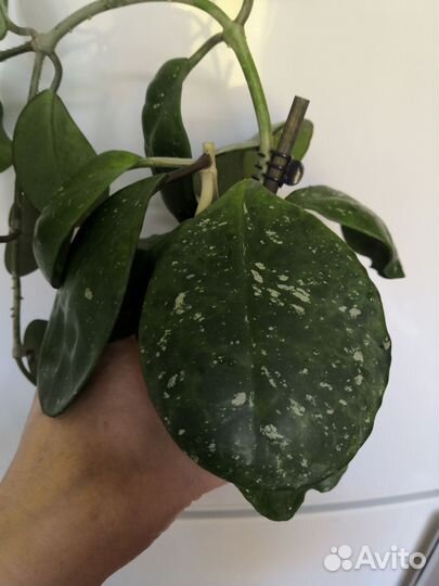 Хойя обовата сплеш(splash)