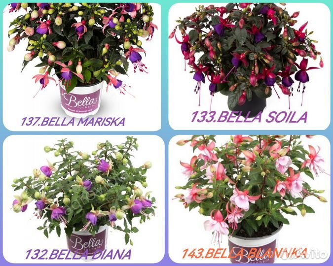 Фуксия мелкашка