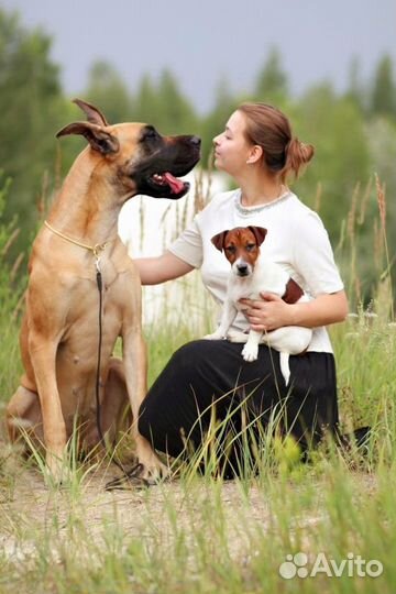 Домашняя передержка собак, зоогостиница (Воронеж)