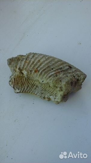 Древние артифакты,окаменелости