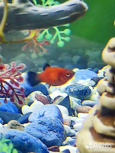 Аквариумные рыбки пецилия гуппи улитки физа