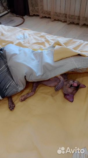 Сфинкс кошка бесплатно