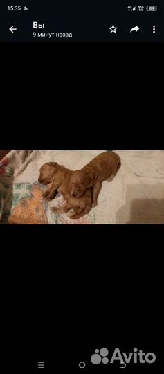 Той-пудель девочка и девочка миник