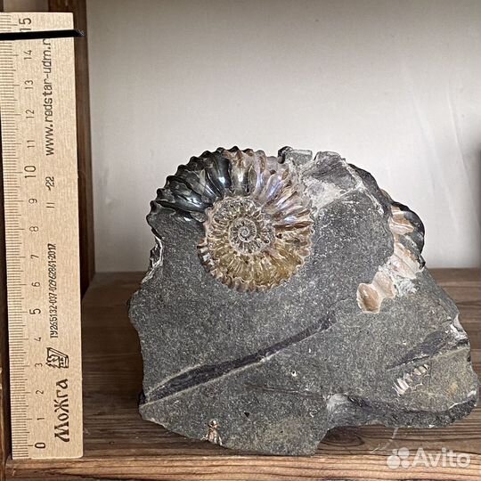 Скопления аммонитов, конкреция