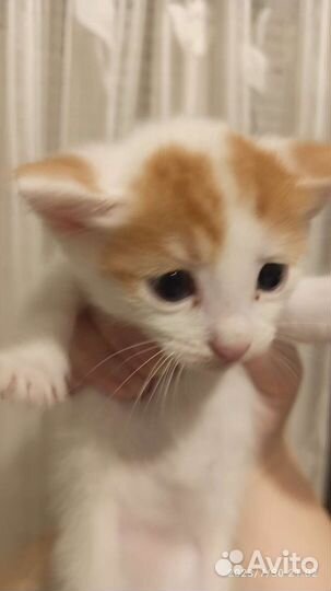 Кошки в добрые руки