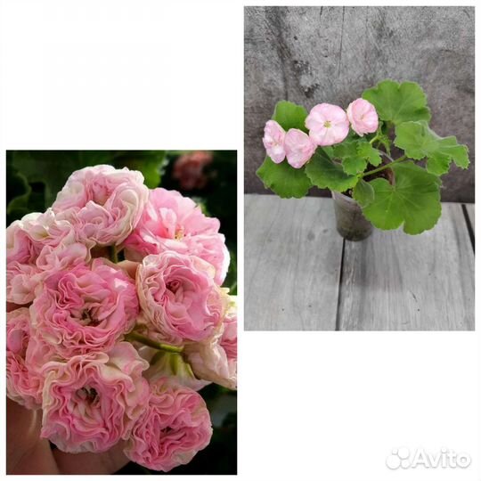 Пеларгония сортовая