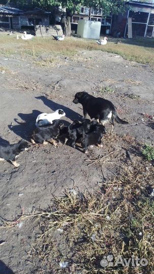 Щеночки в добрые руки