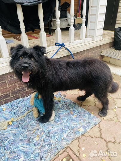 Чудесный бородатик ищет дом добрые руки