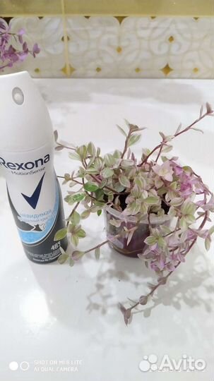 Коллизия комнатные цветы